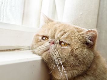 深邃凝視的眼神，30張不同神情的 貓咪 看窗外 攝影作品