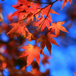 C242de116a5ce7210ea110b10a695d01