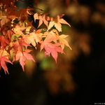 6931bb3732e714996ffd9101b9e0be91