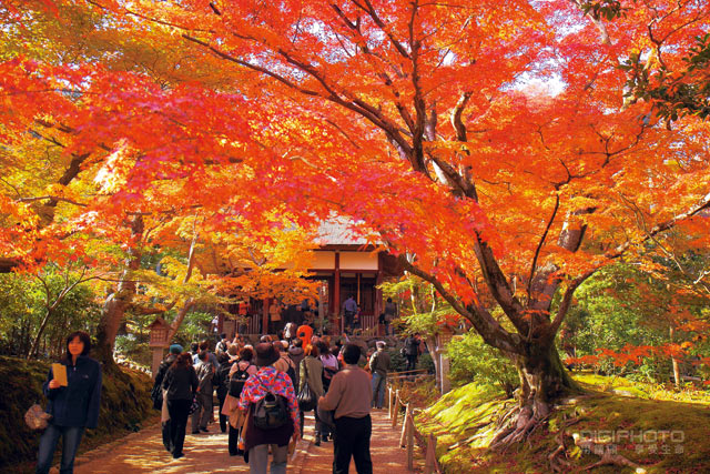 紅葉國度京都賞楓行 器材準備 旅遊動線 上 第3 頁 Digiphoto