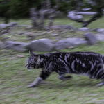 Ee14d86257c37244e996ff97fe95bee4