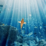 18e364450afc4a3b8715932774376cef