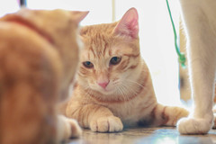 3fd058ddce3c8a978292f783fe041490