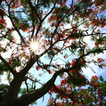 954cdecba4b42fe5df9879e72edab1b6