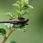 F6fde3dbcfc2455c6c2bbbc7cba33e8f