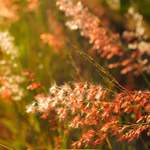 42be548cfda462c9dbcf3baf96e1716c