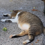 Fa40b32ed826207d9b628997d5cf1315