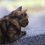 330c7f184a4fd6d5e44015788ed82fea