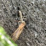 13de1c1beb0d4ec64ba35f389ee16d52