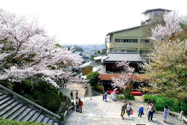 世界遺產】京都清水寺維修3年終完工維修費40億日圓重新建舞台