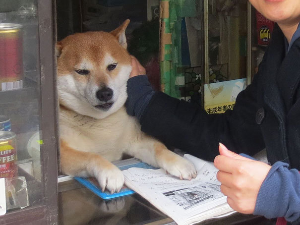 萌指數破表 東京雜貨店的招牌柴犬shiba 君 Digiphoto